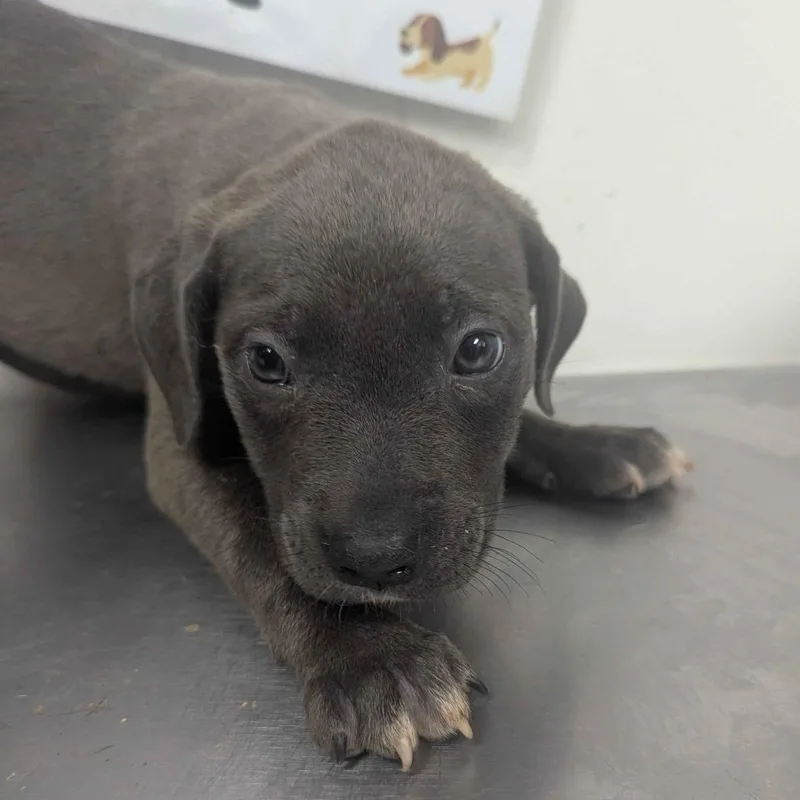 A baby small-sized female Gray / Blue / Silver Pit Bull Terrier dog named Grimes for adoption in Parrish, AL