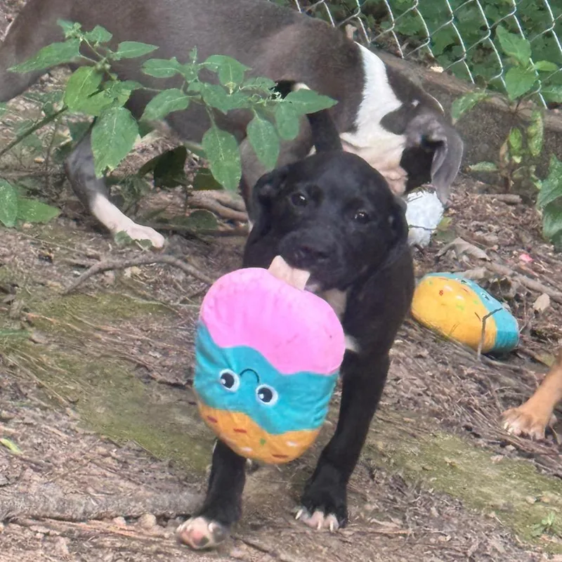 Grimes thumbnail 2
