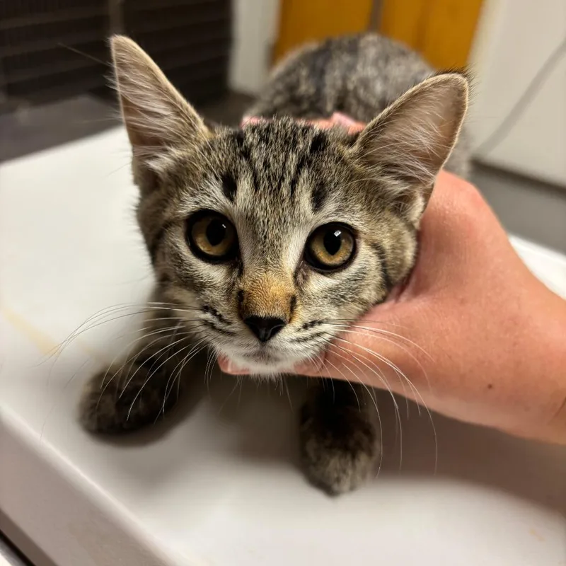 A baby small-sized female Brown / Chocolate Domestic Short Hair cat named Gravy for adoption in Ottawa, KS