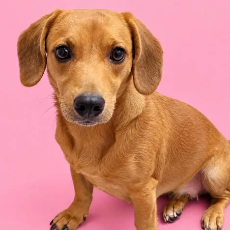 An adult medium-sized female Brown / Chocolate Beagle dog named Emma for adoption in Concord, NC