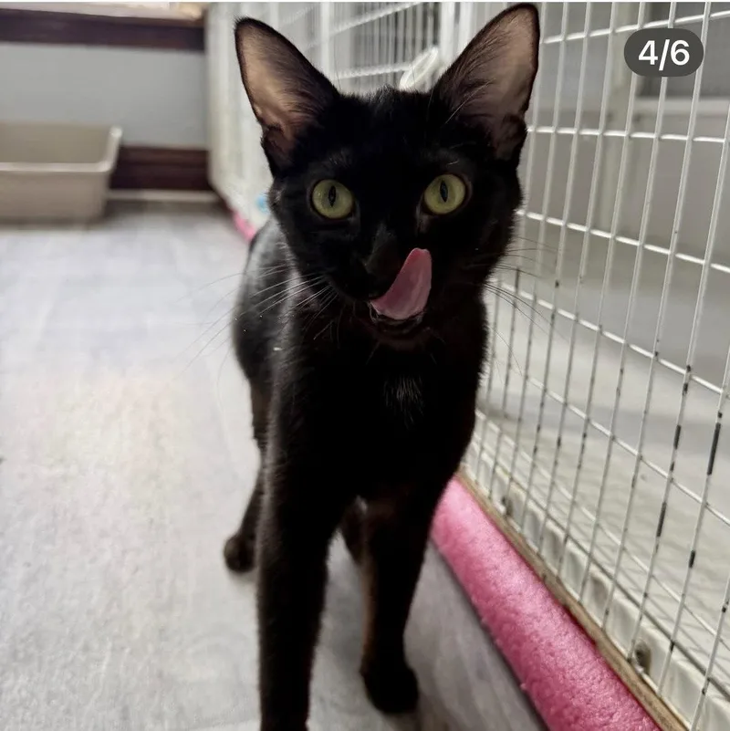 Valentina thumbnail 2