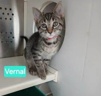 A young medium-sized female Domestic Short Hair cat named Vernal for adoption in Kansas City, MO