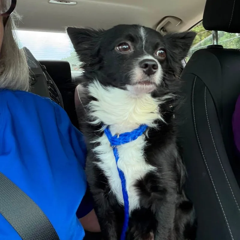 An adult small-sized male Black Dachshund (Long Haired) dog named Shadow for adoption in Newfoundland, NJ