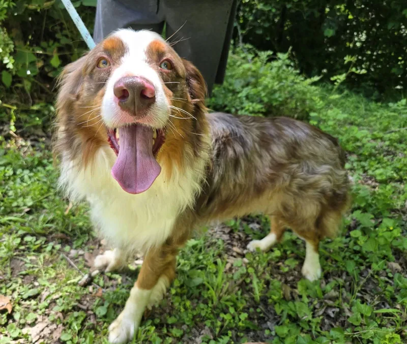 Calypso