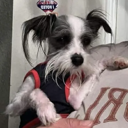 A young small-sized male White / Cream Terrier dog named Mcnabb for adoption in Las Vegas, NV