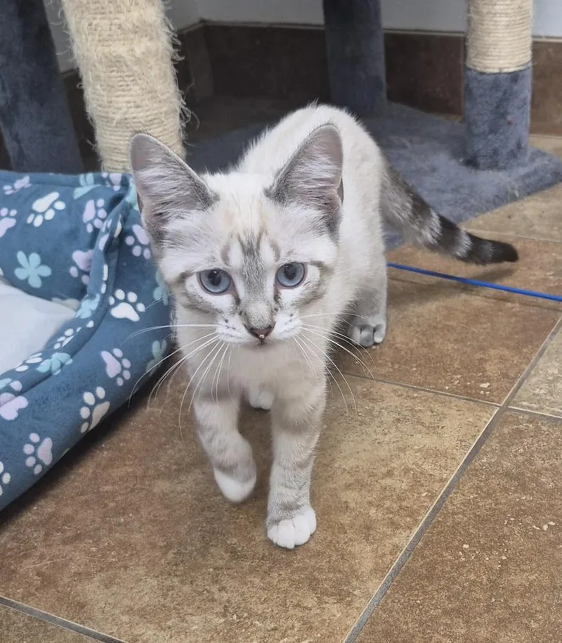 A baby small-sized female Domestic Short Hair cat named Lucy for adoption in South Bend, IN