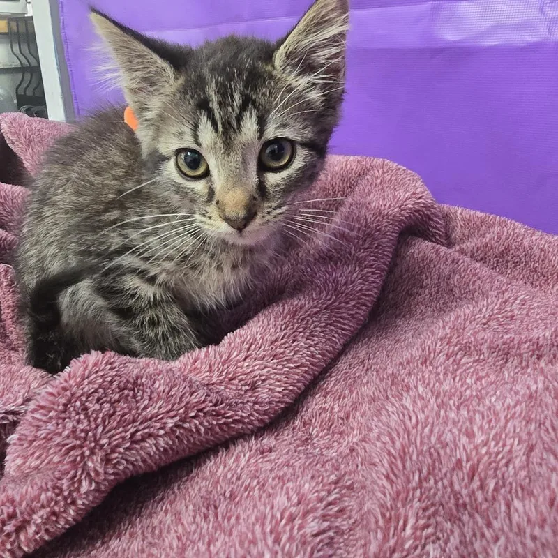 A baby small-sized male Gray / Blue / Silver Domestic Short Hair cat named Aslan for adoption in North Myrtle Beach, SC