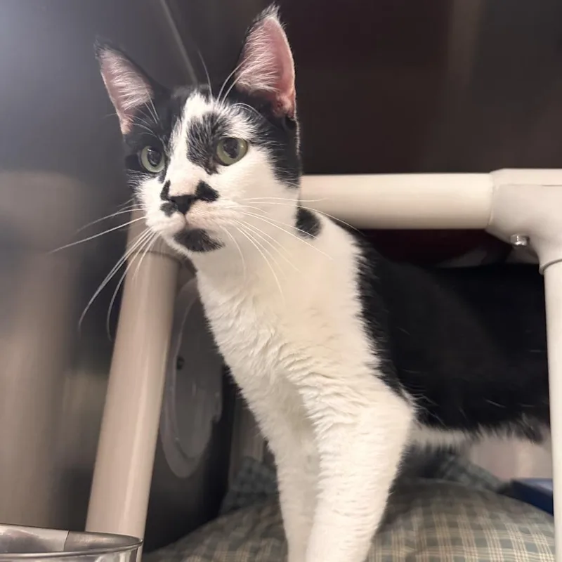 An adult medium-sized male Black Domestic Short Hair cat named Oreo for adoption in Chippewa Falls, WI