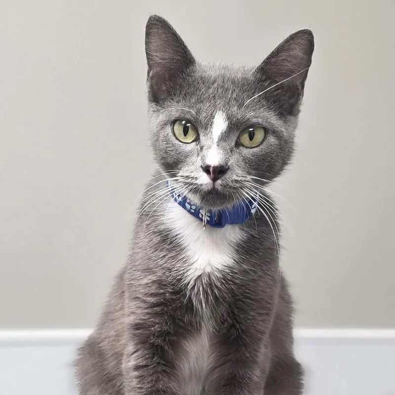A young medium-sized female Domestic Short Hair cat named Charla for adoption in Shepherdsville, KY