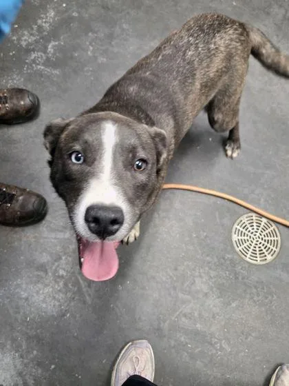 An adult medium-sized female American Staffordshire Terrier dog named B Gumbo for adoption in North Charleston, SC