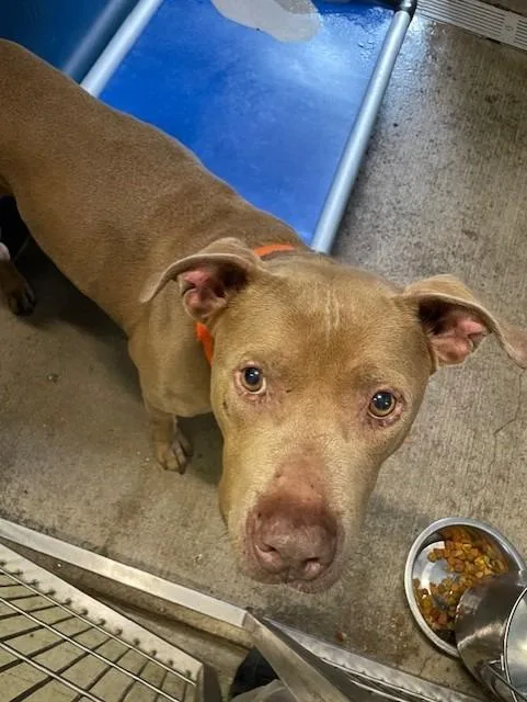 An adult medium-sized male Terrier dog named Beauregard for adoption in Sunnyvale, TX