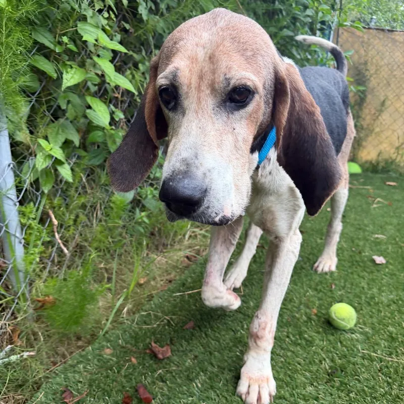 A senior large-sized male Yellow / Tan / Blond / Fawn Hound dog named Jed Clampett for adoption in Newport, NC