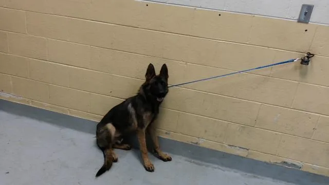 A young medium-sized male German Shepherd Dog dog named A for adoption in Tulsa, OK