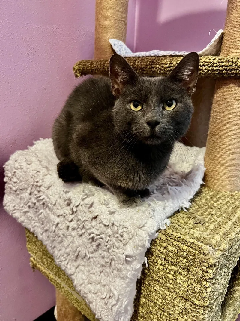A young medium-sized male Gray / Blue / Silver Domestic Short Hair cat named Pellet for adoption in Flint, TX