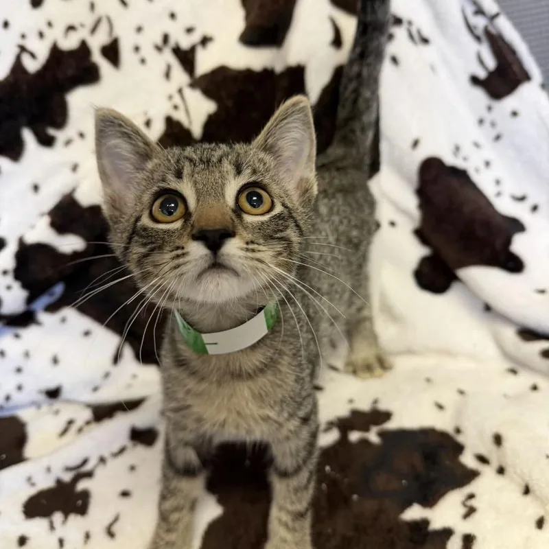 A baby small-sized male Brown / Chocolate Domestic Short Hair cat named Lucky Charms for adoption in Buffalo, MN