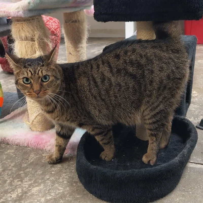 An adult large-sized male Tabby (Brown / Chocolate) Domestic Short Hair cat named Ike for adoption in Saint Marys, PA