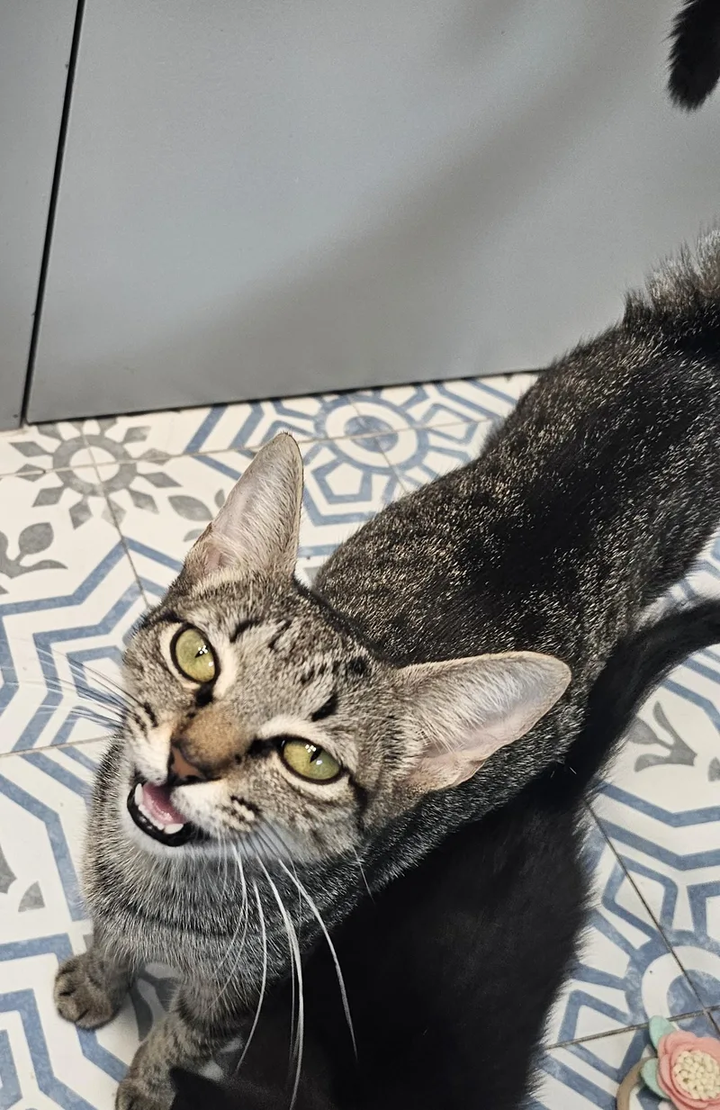 A young large-sized female Domestic Short Hair cat named Bambi for adoption in St Petersburg, FL