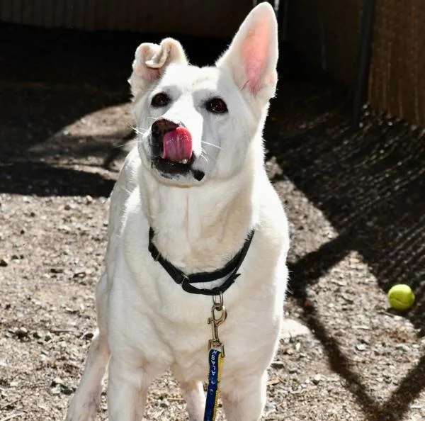 An adult large-sized female German Shepherd Dog dog named Blanca for adoption in Escondido, CA