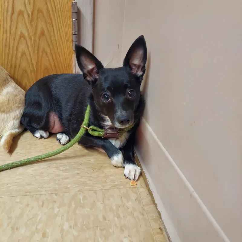An adult small-sized female Black Chihuahua dog named & for adoption in Pawtucket, RI