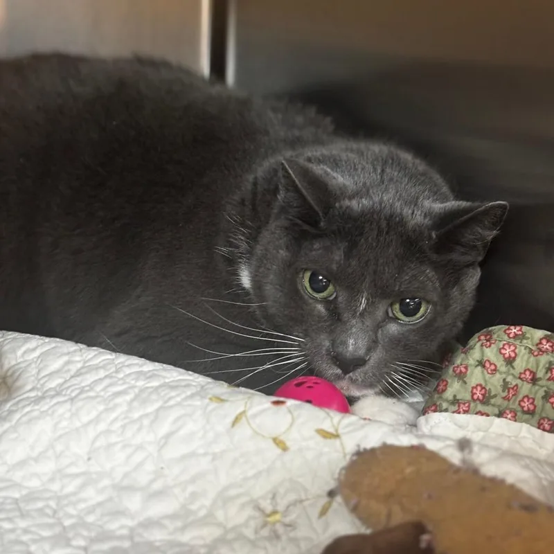 A senior large-sized male Gray / Blue / Silver Domestic Short Hair cat named Zero for adoption in Shinnston, WV