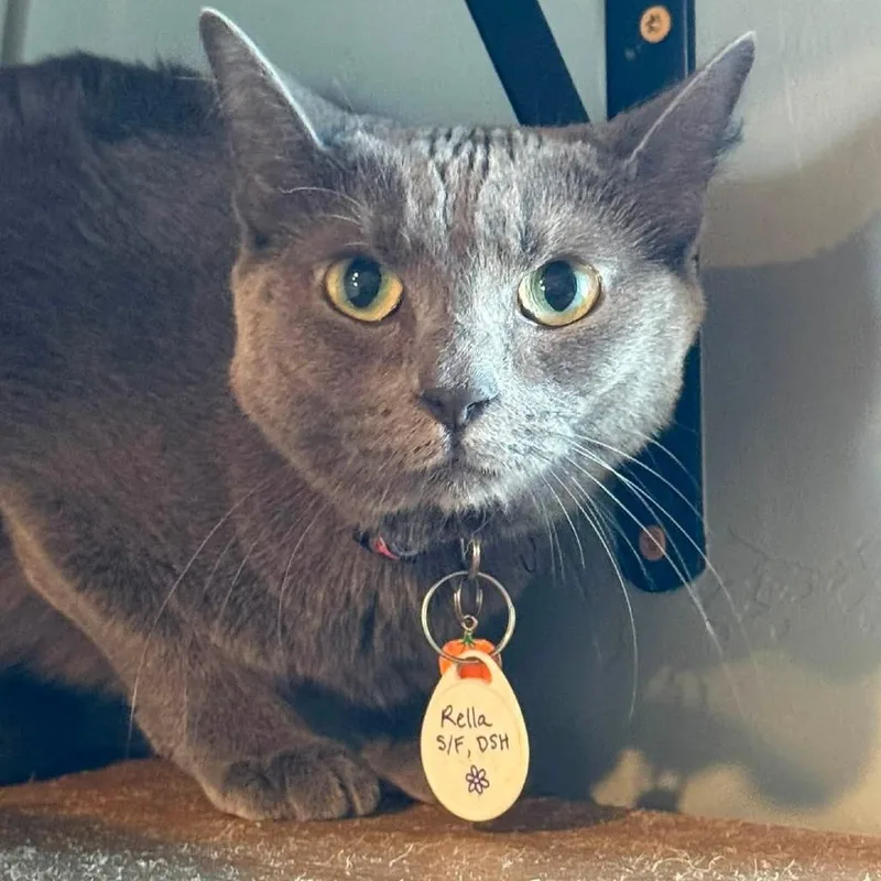 An adult small-sized female Gray / Blue / Silver Domestic Short Hair cat named Rella for adoption in Tucson, AZ