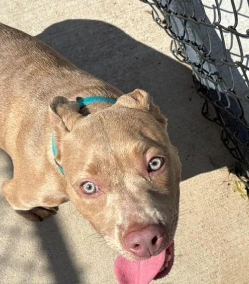 A young small-sized male Pit Bull Terrier dog named Jake for adoption in Tulsa, OK