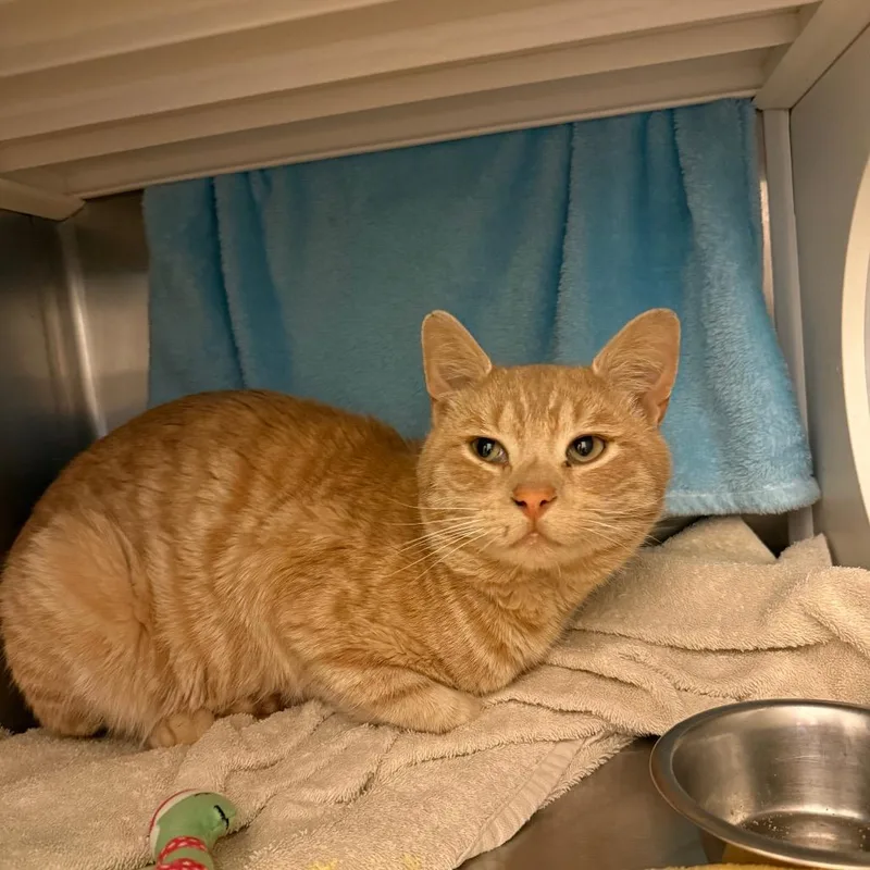 An adult large-sized male Orange / Red Domestic Short Hair cat named Cal for adoption in Council Bluffs, IA