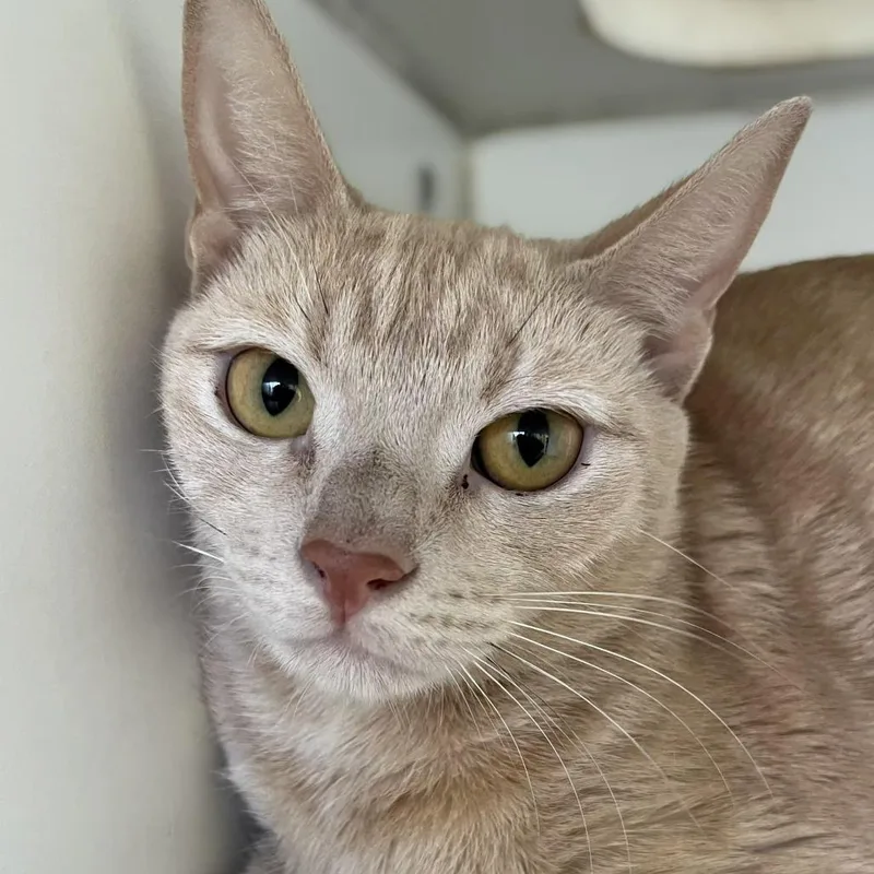 An adult medium-sized female Buff / Tan / Fawn Domestic Short Hair cat named Sandy for adoption in Newark, NJ