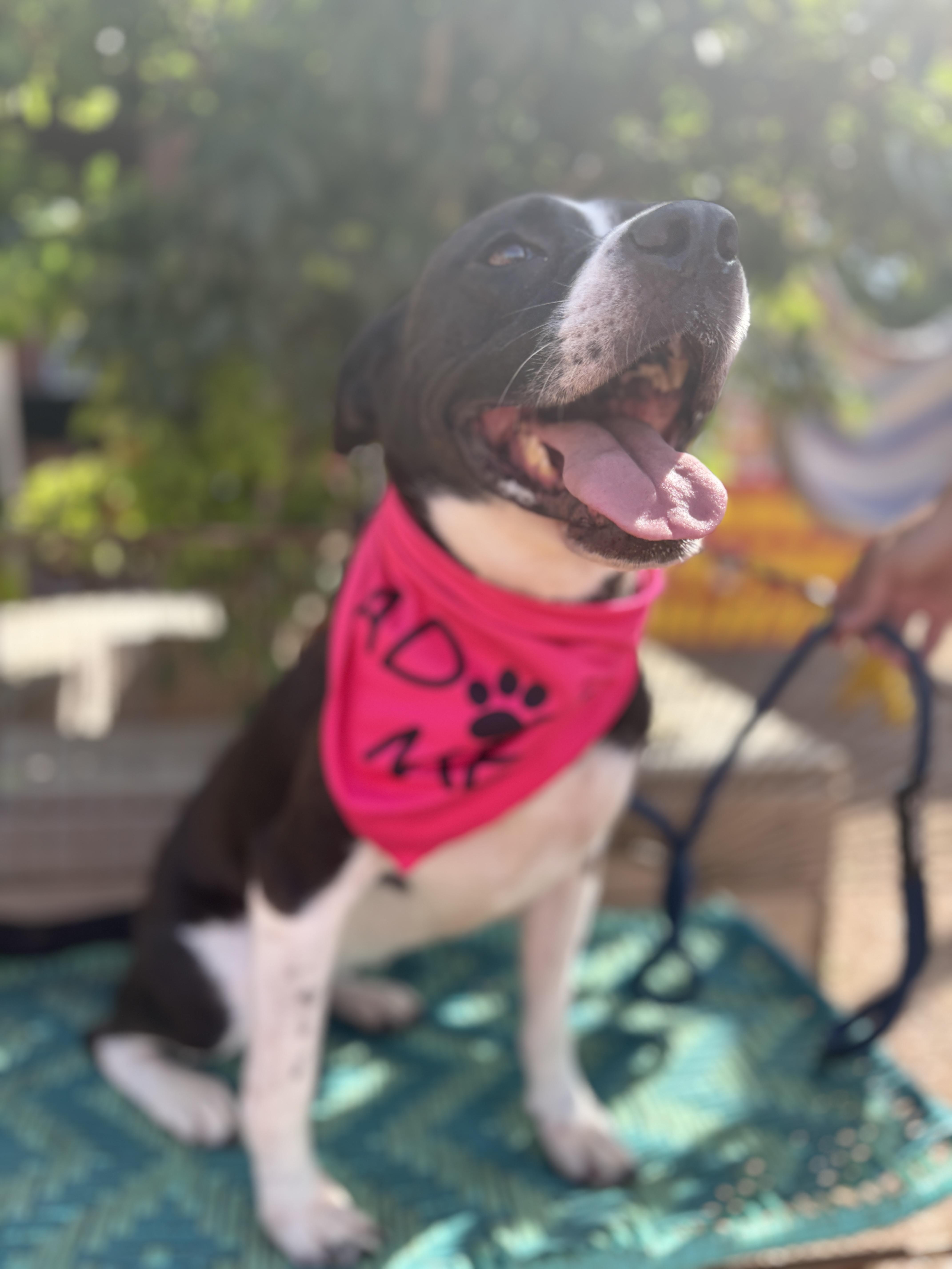 Roxie thumbnail 6