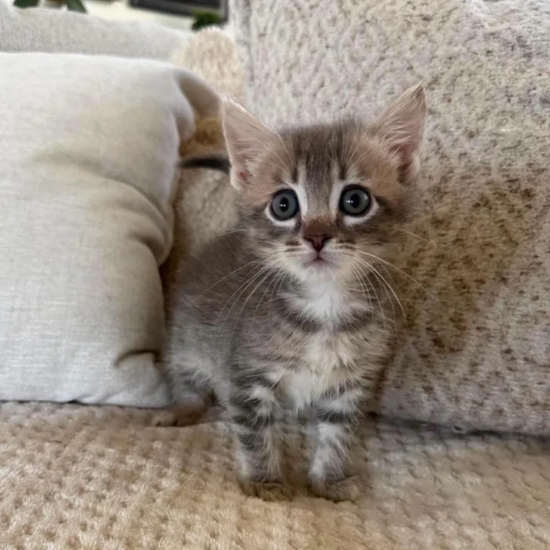 A baby small-sized male Gray / Blue / Silver Domestic Short Hair cat named Joey for adoption in Lutz, FL