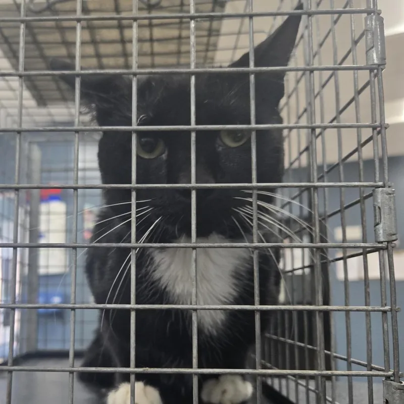An adult medium-sized male Black Domestic Short Hair cat named Gus Fring for adoption in Newark, NJ