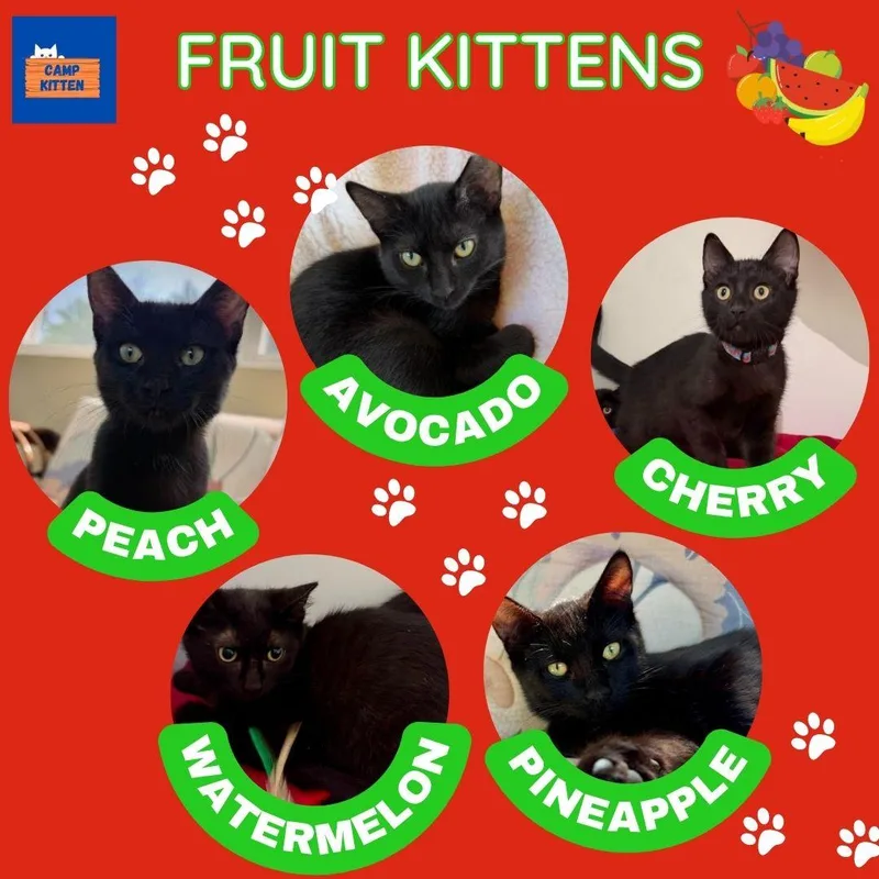 A baby medium-sized female Black Domestic Short Hair cat named Peach for adoption in Andover, MN