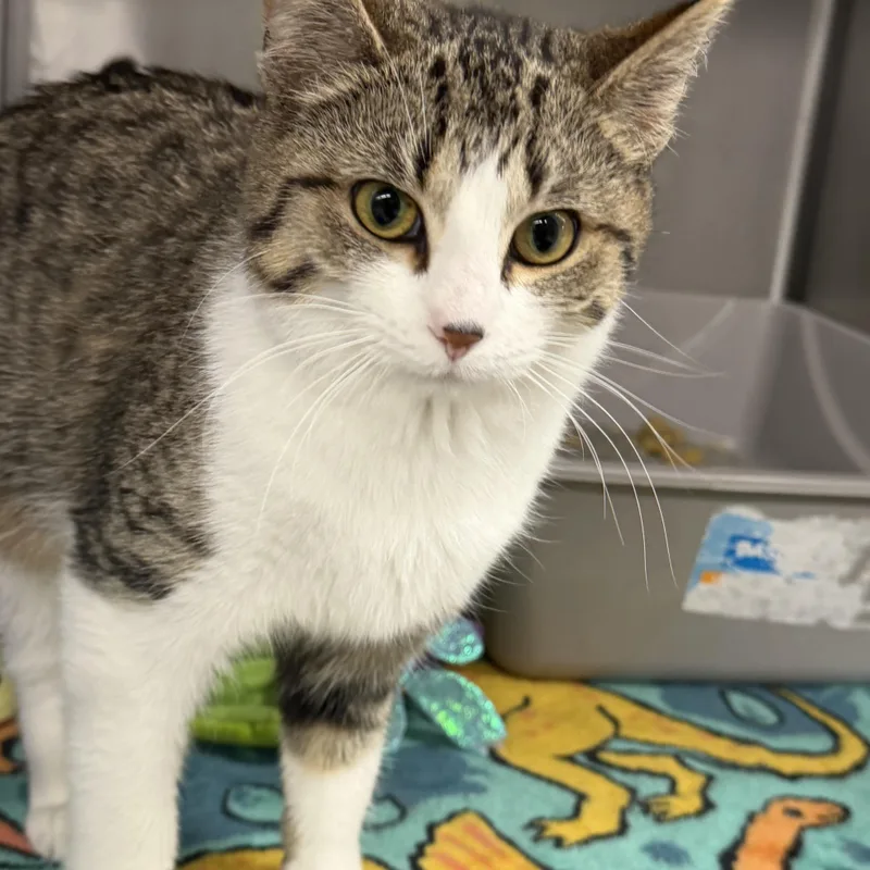 A young medium-sized female Domestic Short Hair cat named Clove for adoption in Mount Pleasant, MI