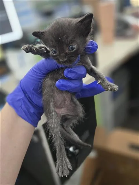 A baby medium-sized female Domestic Short Hair cat named Zaria for adoption in Dallas, TX