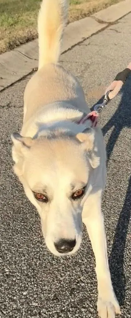 An adult medium-sized female White / Cream German Shepherd Dog dog named Maggie for adoption in Newfoundland, PA