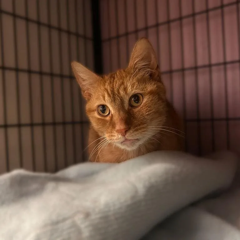 An adult medium-sized male Orange / Red Domestic Short Hair cat named Ice Of You for adoption in Davenport, IA