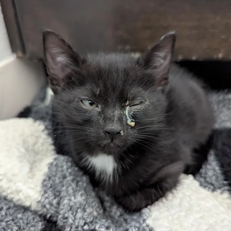 A baby small-sized female Black Domestic Short Hair cat named Faith for adoption in Meridian, ID