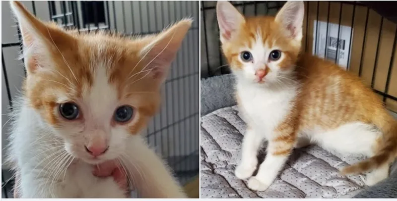 A baby small-sized male Domestic Short Hair cat named Reginald And Oswald for adoption in Rockford, IL