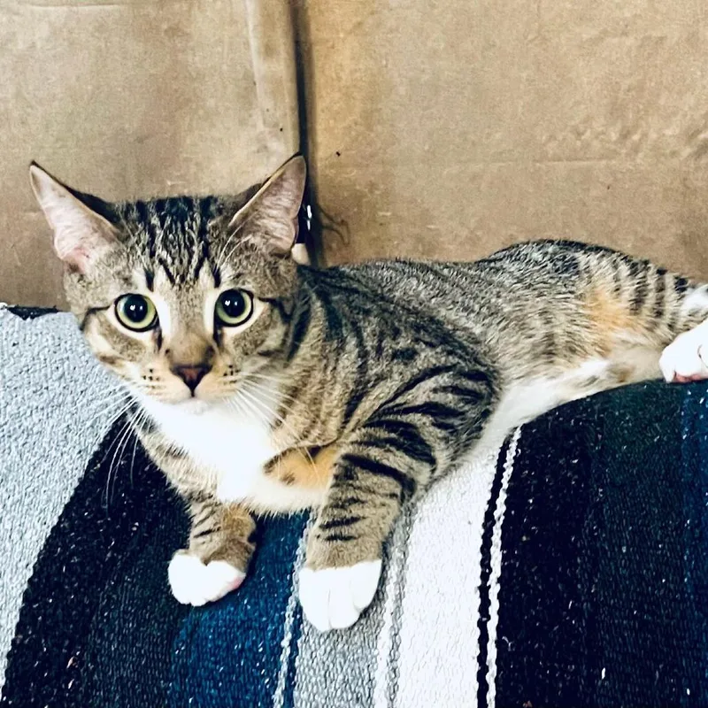 A young medium-sized male Brown / Chocolate Domestic Short Hair cat named Boots for adoption in Boston, MA