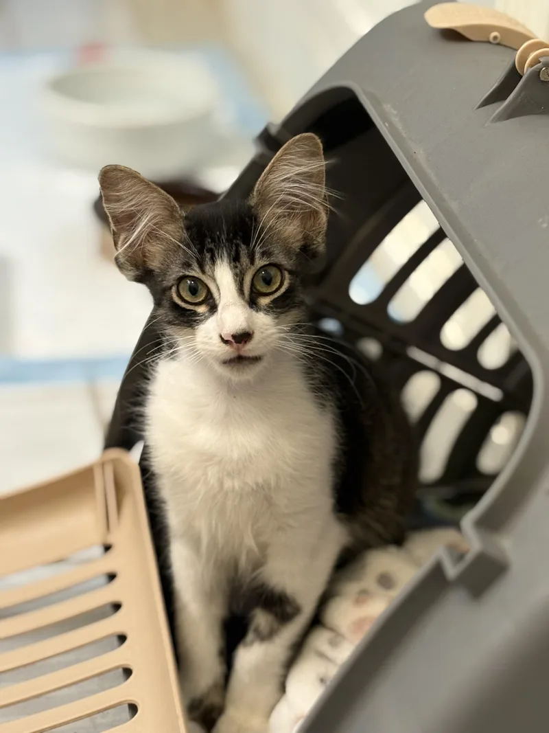 A baby small-sized male Maine Coon cat named L.L. Bean for adoption in Spring Branch, TX
