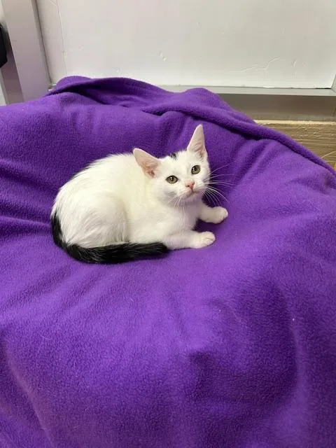 A young medium-sized female Turkish Van cat named Feta for adoption in Parlier, CA