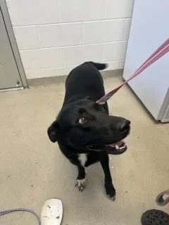 A young large-sized female Labrador Retriever dog named Halo for adoption in Haw River, NC