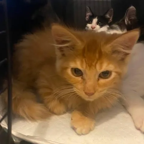 A baby small-sized male Orange / Red Domestic Long Hair cat named Waffle for adoption in Winchester, VA