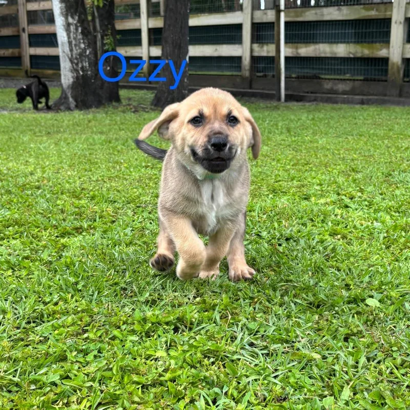 A baby medium-sized male Brown / Chocolate Labrador Retriever dog named Ozzy for adoption in Wellington, FL