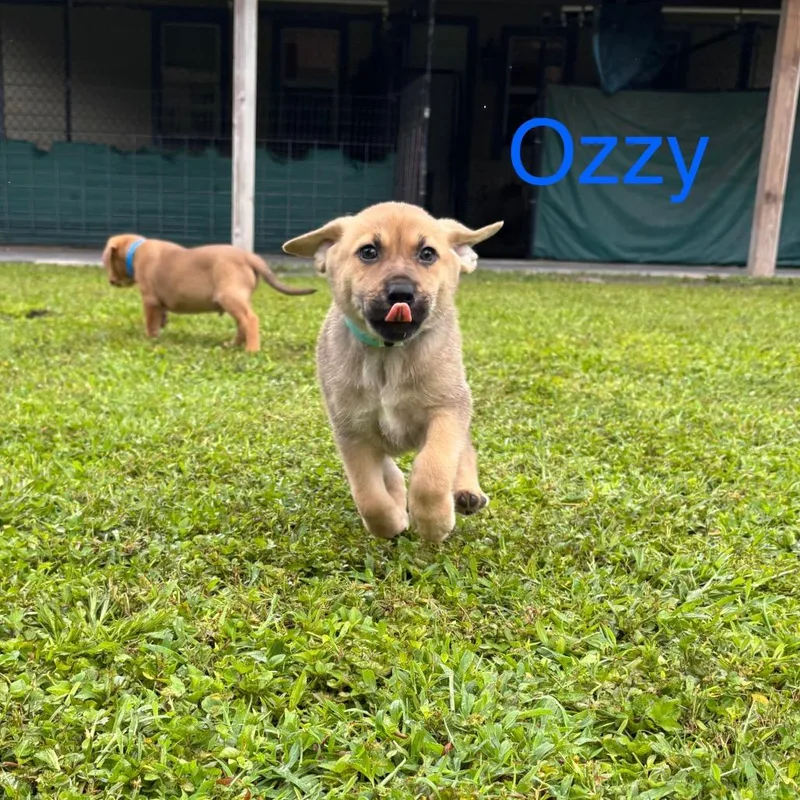 Ozzy thumbnail 2