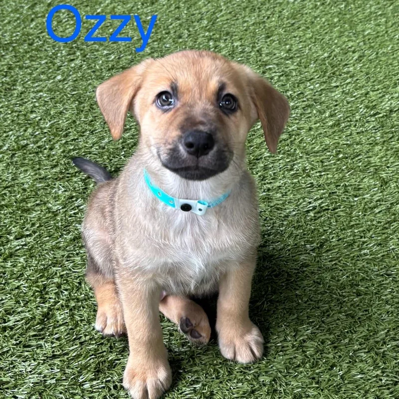 Ozzy thumbnail 3