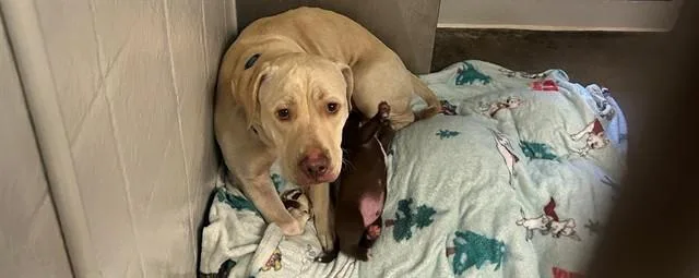 A young large-sized female Pit Bull Terrier dog named Bella Aka Cersei for adoption in Santa Monica, CA