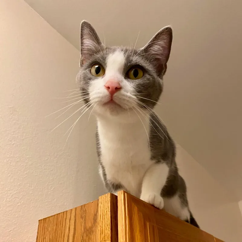 An adult small-sized female Gray / Blue / Silver Domestic Short Hair cat named Jade for adoption in Herrin, IL