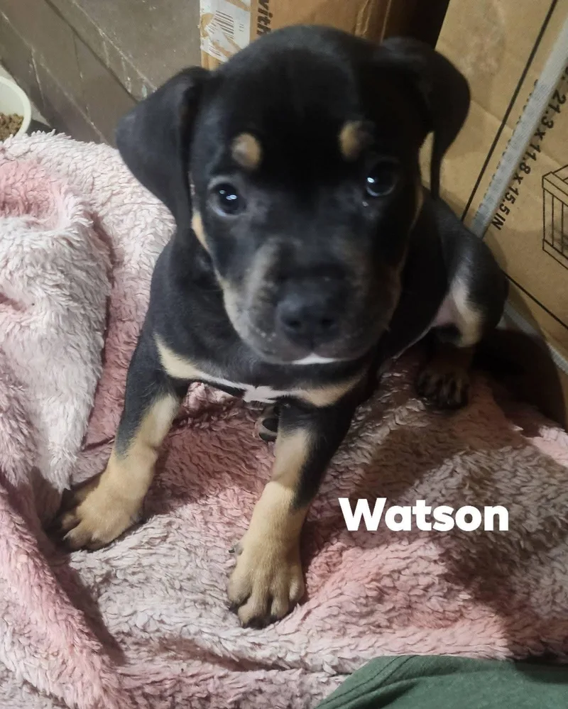 A baby medium-sized male Pit Bull Terrier dog named Watson for adoption in Marine City, MI