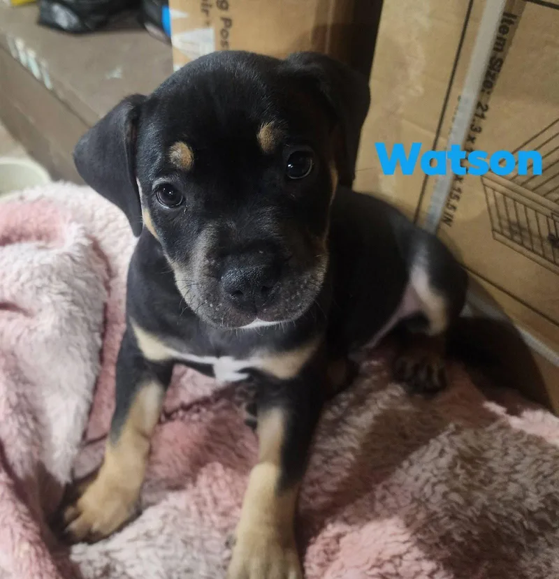 Watson thumbnail 2